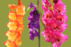 Gladiolas Image